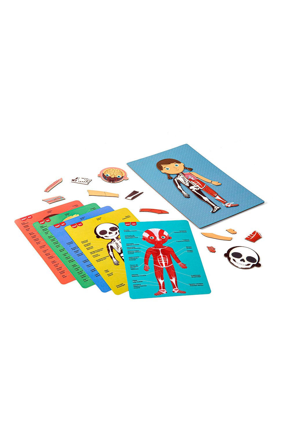 18531 About The Human Body Magnetic Game, Multicoloured